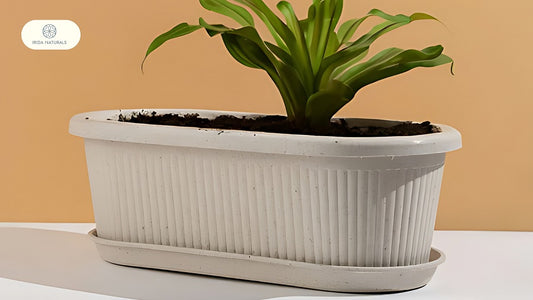 10 Creative Ways to Use Eco-Friendly Rice Husk Planters in Home Decor by Irida Naturals