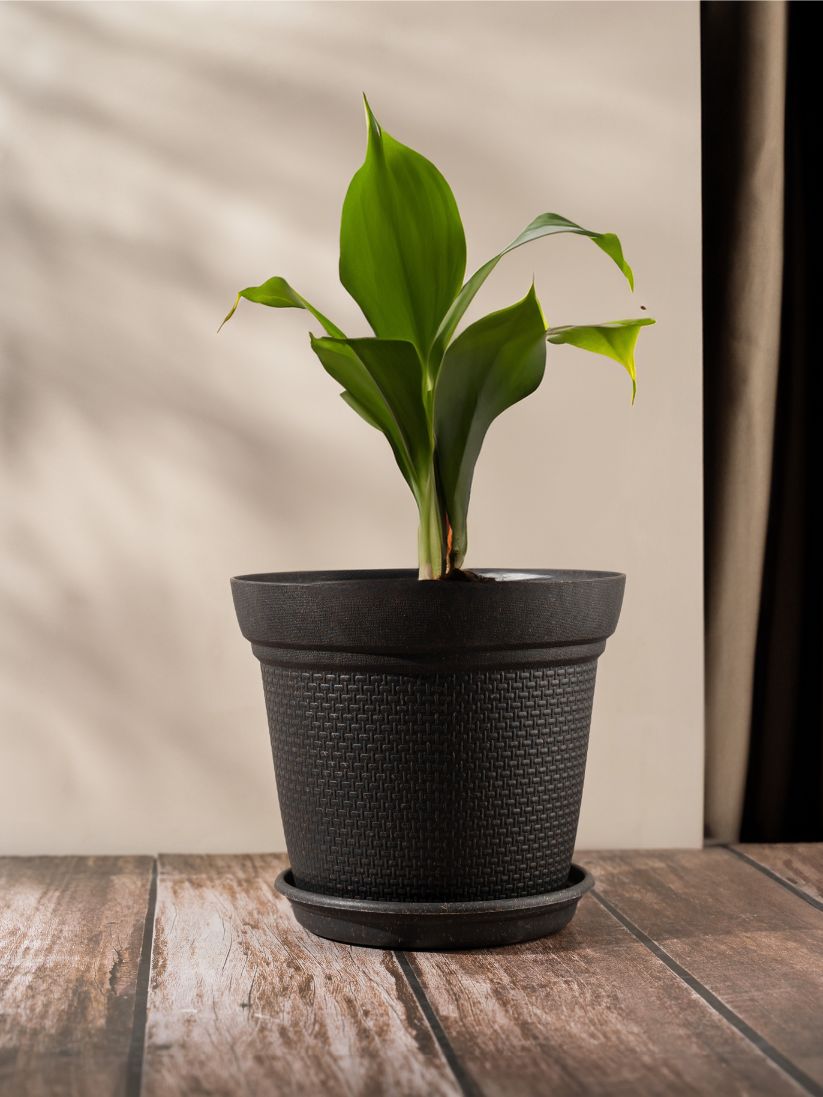 Rice Husk and Bamboo Fiber Dahlia Pot and Planter