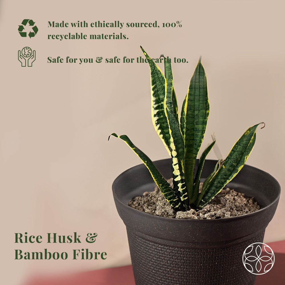Rice Husk and Bamboo Fiber Dahlia Pot and Planter - Set of 2