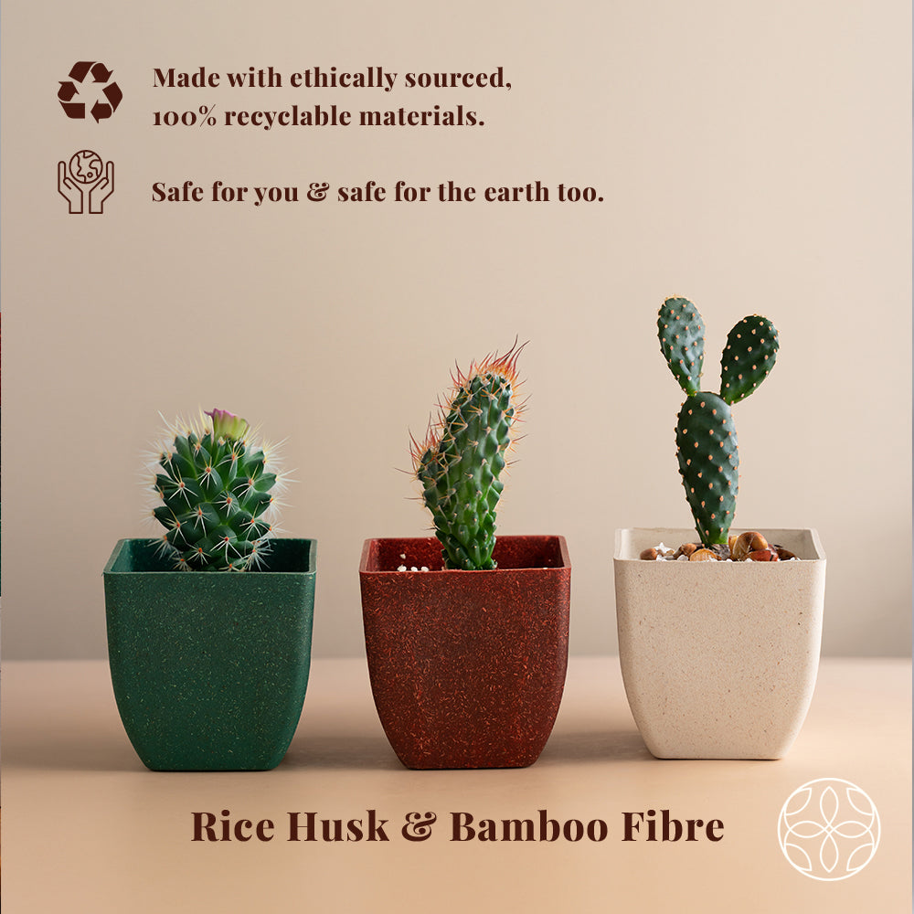 Rice Husk and Bamboo Fiber Sakura Pot and Planter - 4"- Set of 2