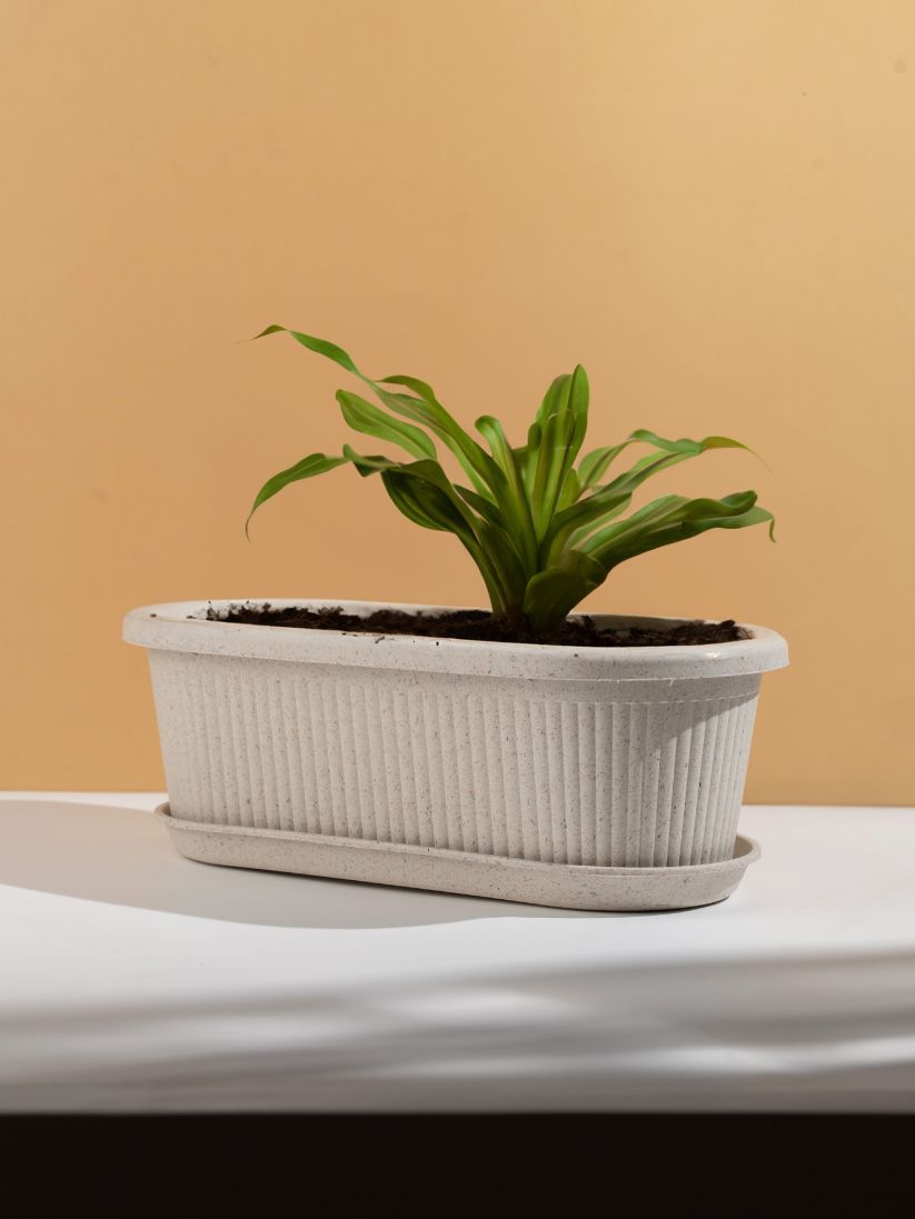 Rose Planter Big 16 Set of 2